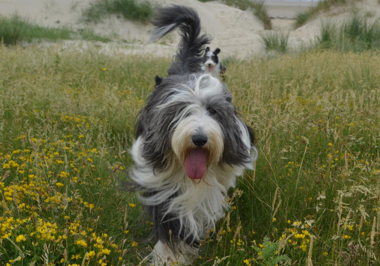 Dans les dunes