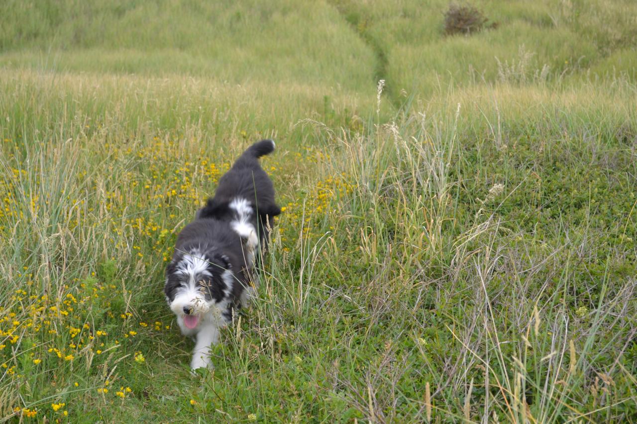 Dans les dunes