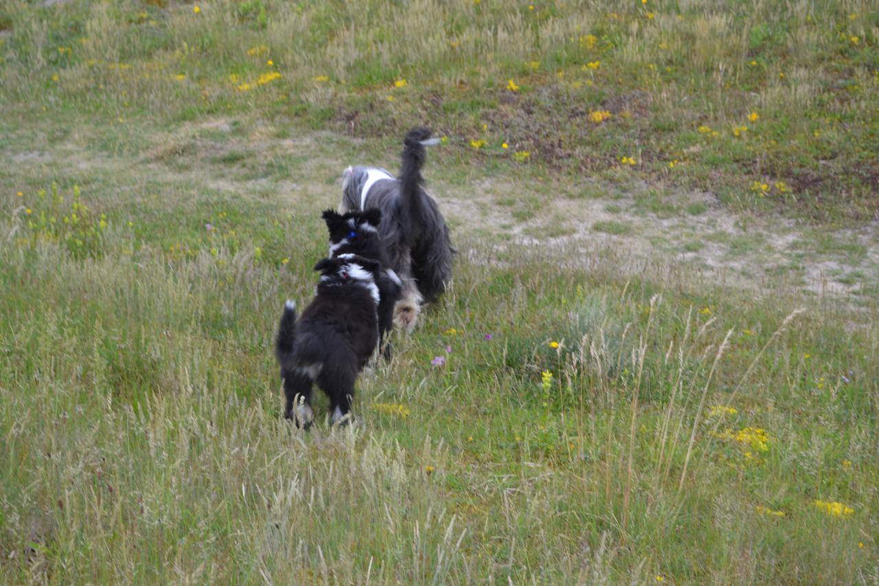 Dans les dunes