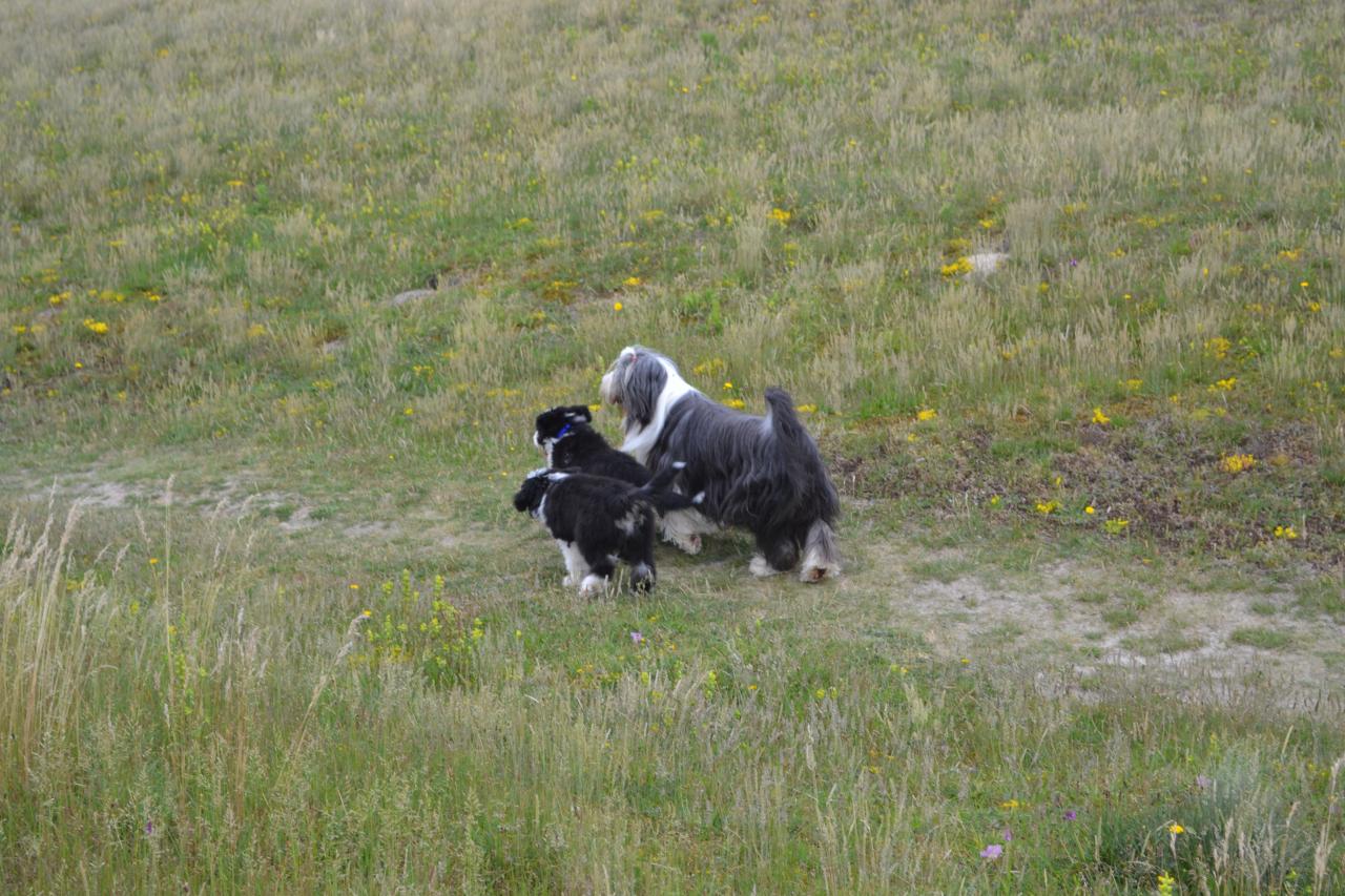 Dans les dunes