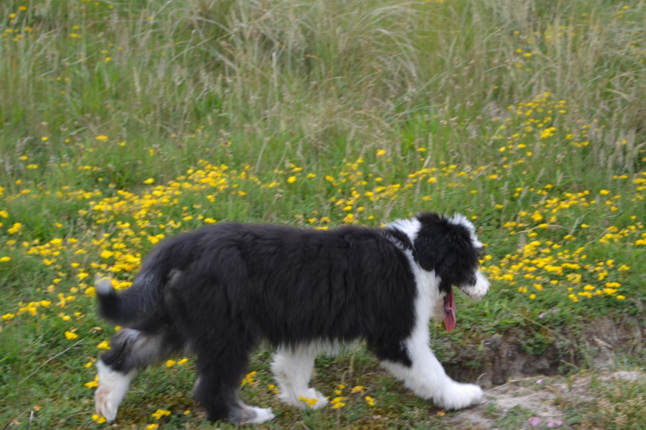 Dans les dunes