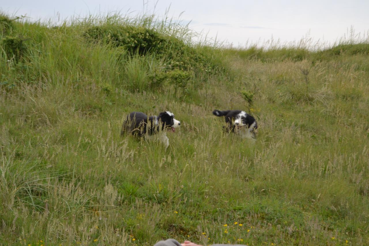 Dans les dunes