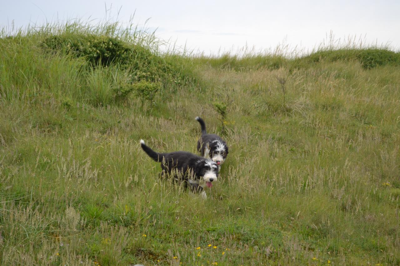 Dans les dunes