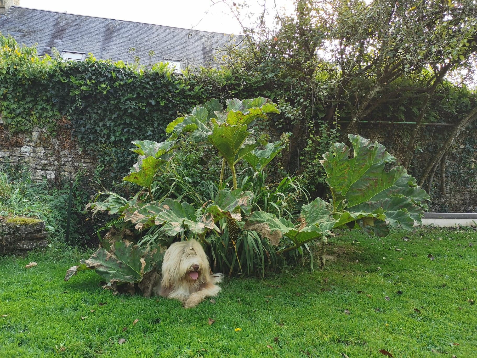 Gigot sous le gunnera