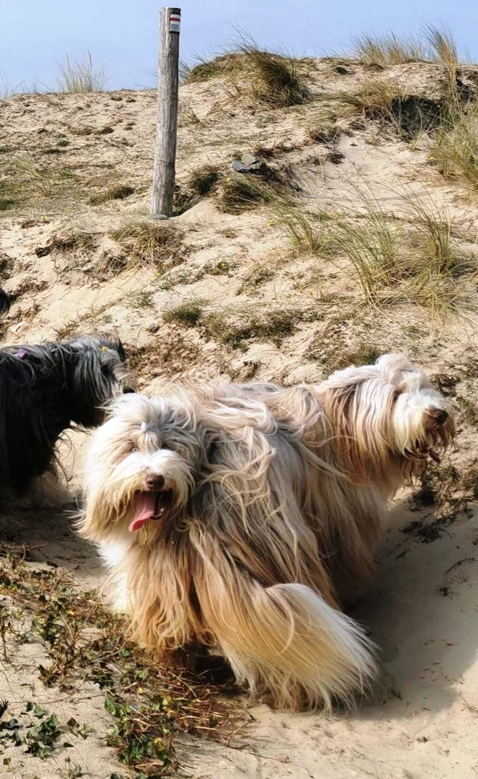 Chien à deux têtes