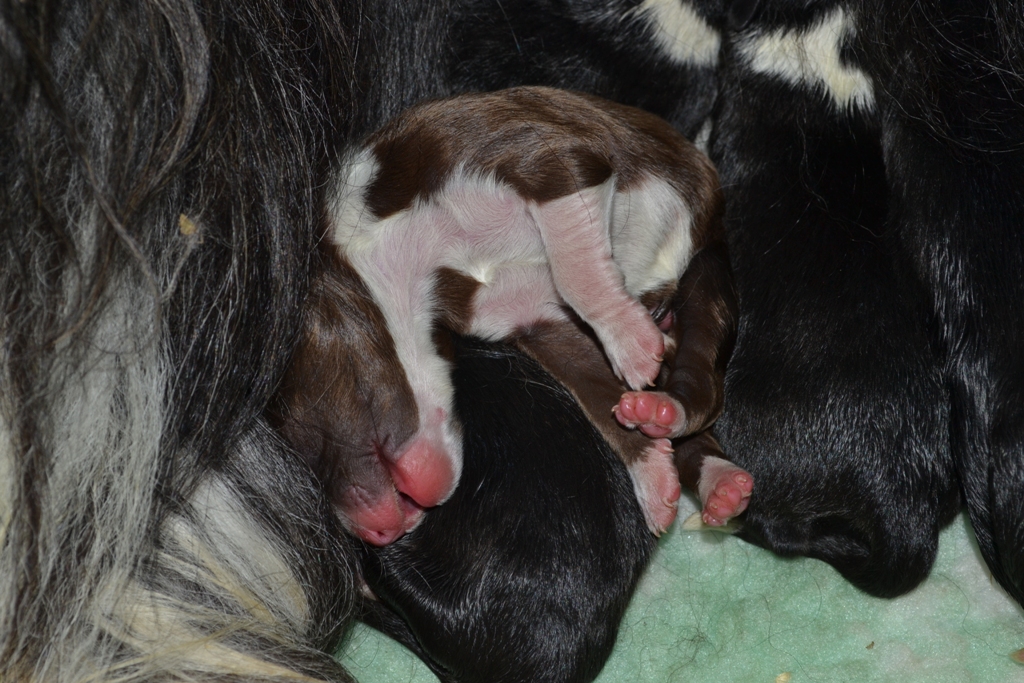 Chiots de Dreams et Odie, 2 jours