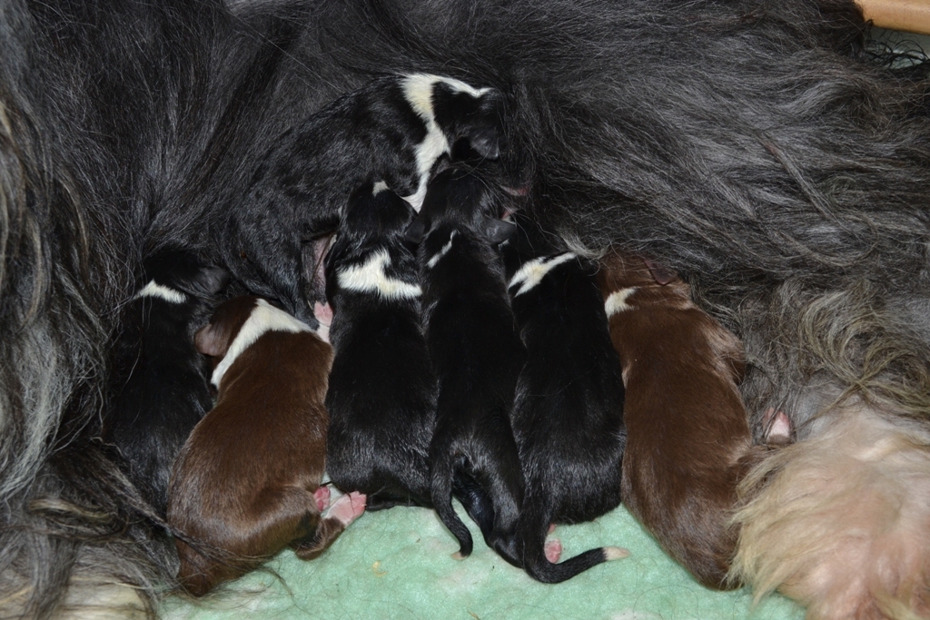 Chiots de Dreams et Odie, 2 jours