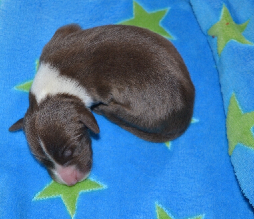 Chiots de Dreams et Odie, 2 jours