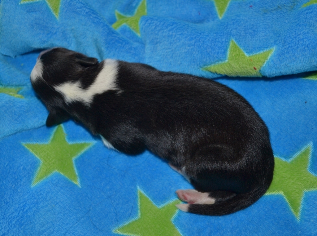 Chiots de Dreams et Odie, 2 jours