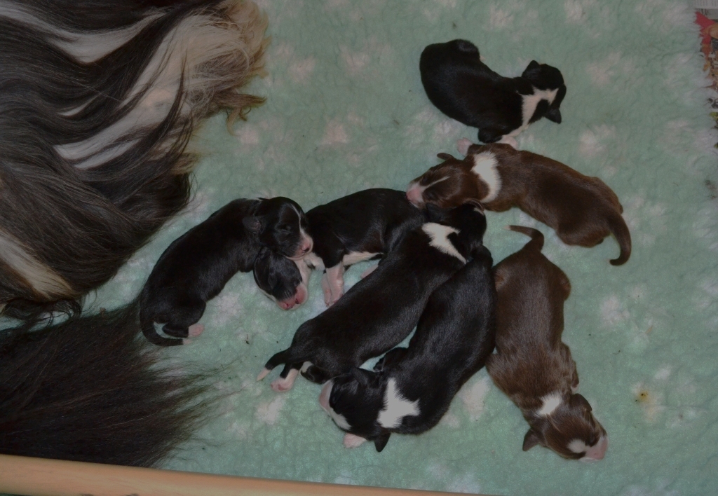 Chiots de Dreams et Odie, 2 jours