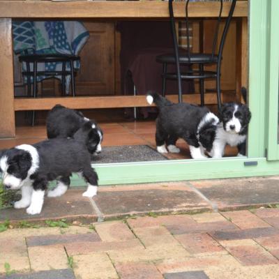 chiots de Cerydwen et Eric