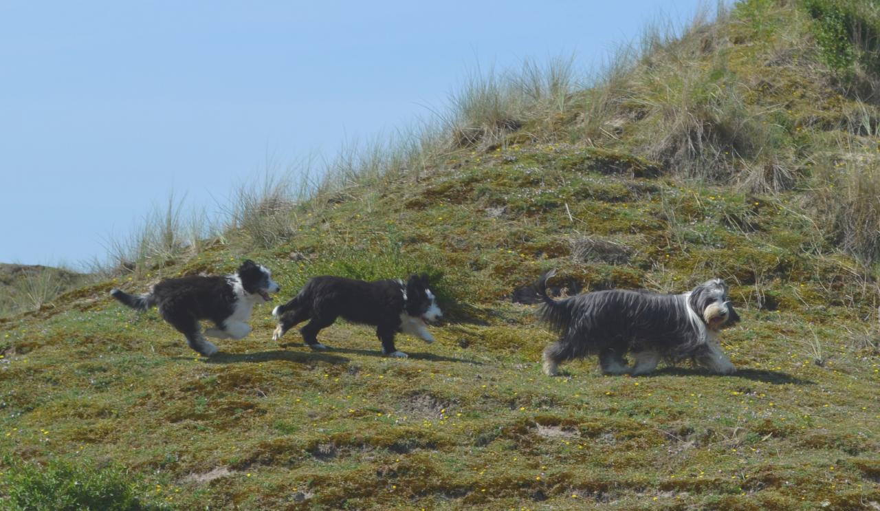 arrivée sur la dune