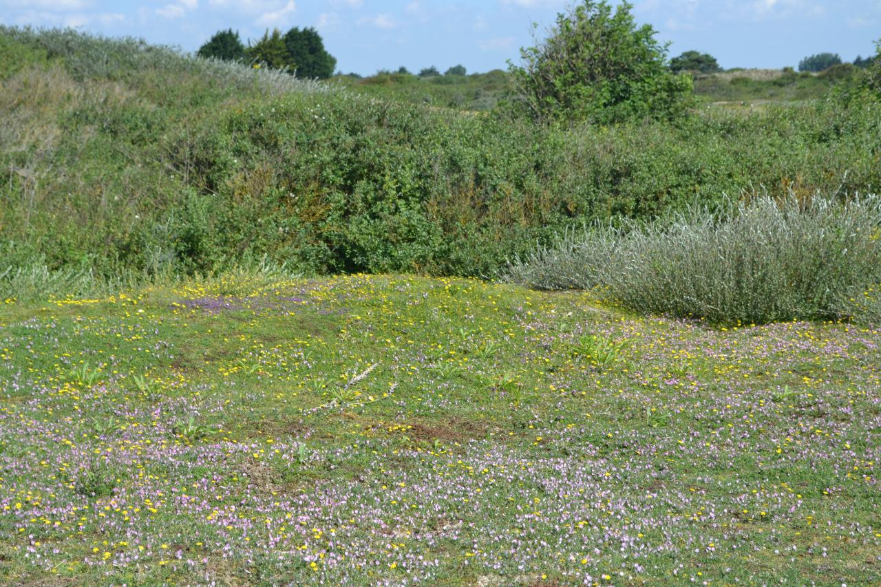 dunes