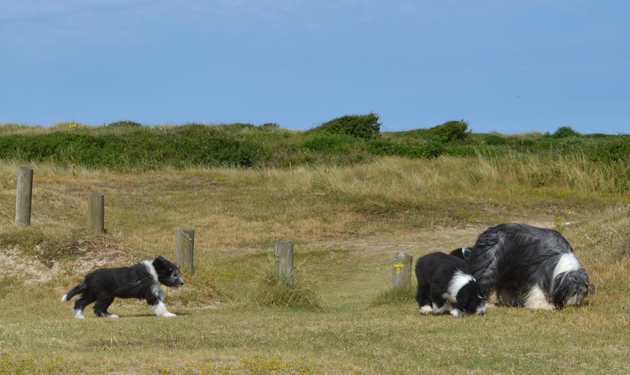 plage et dunes