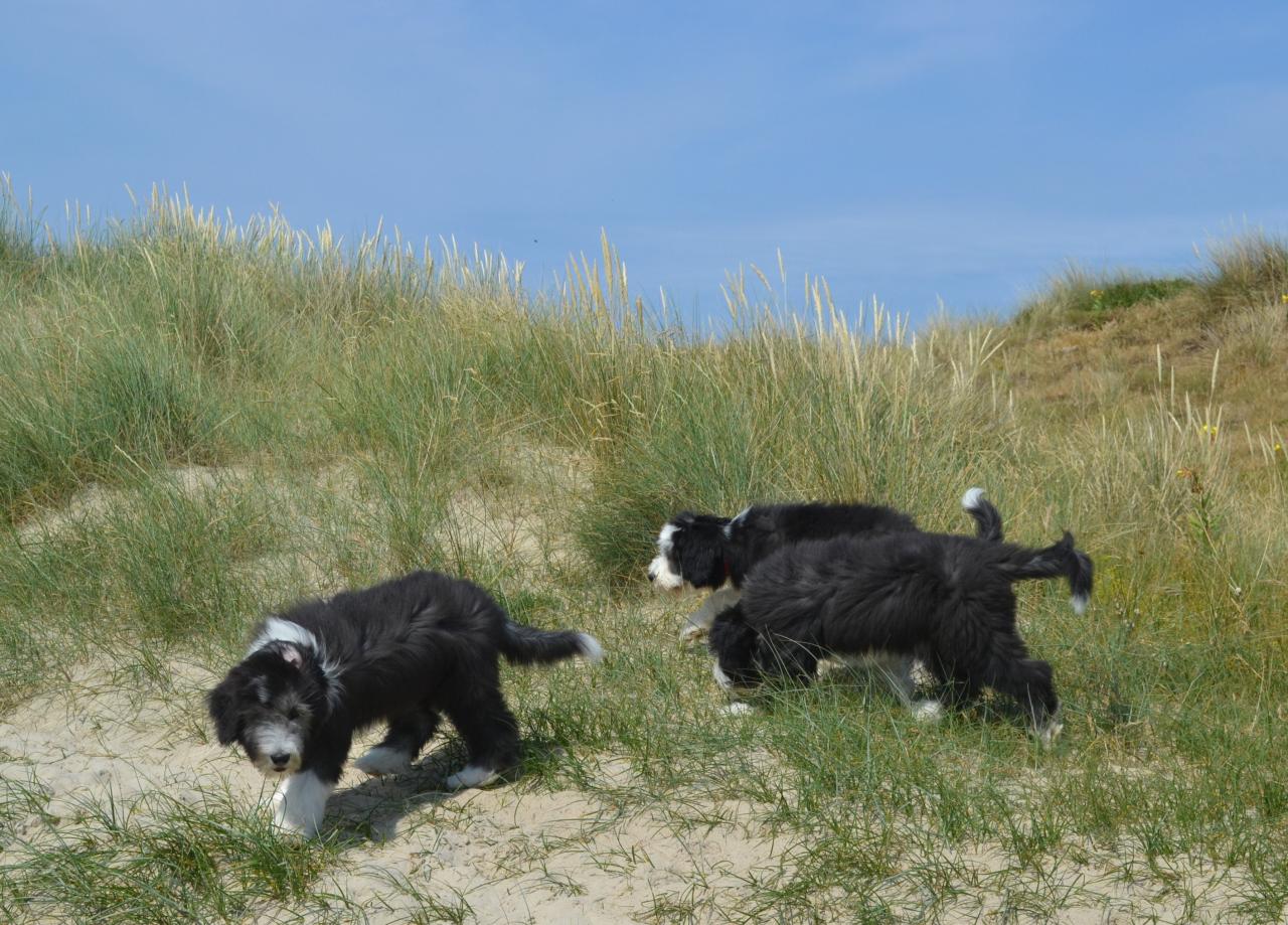 plage et dunes