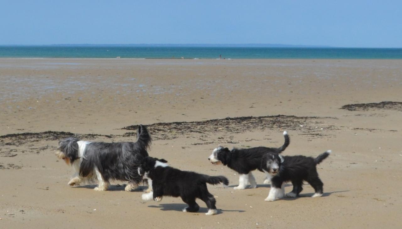 plage et dunes