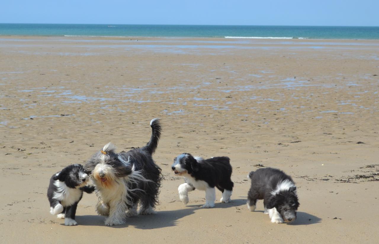 plage et dunes