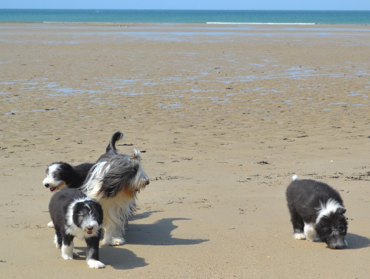 plage et dunes