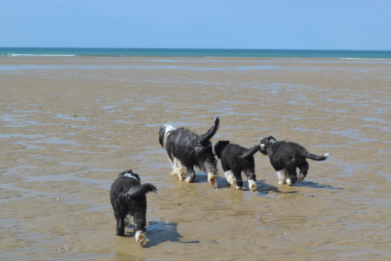 plage et dunes