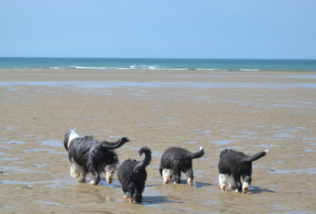 plage et dunes