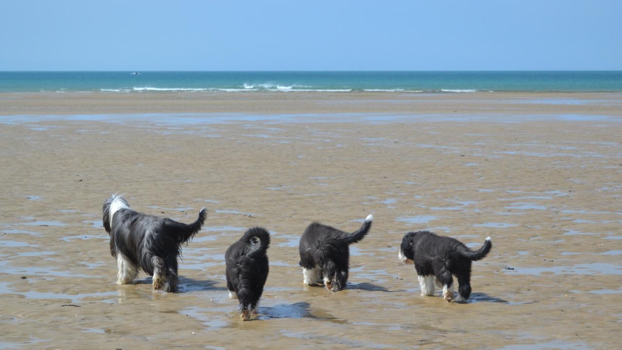 plage et dunes