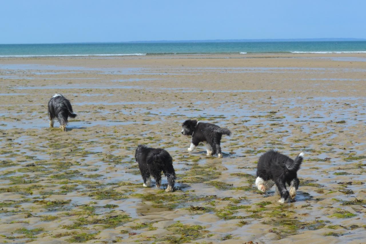 plage et dunes