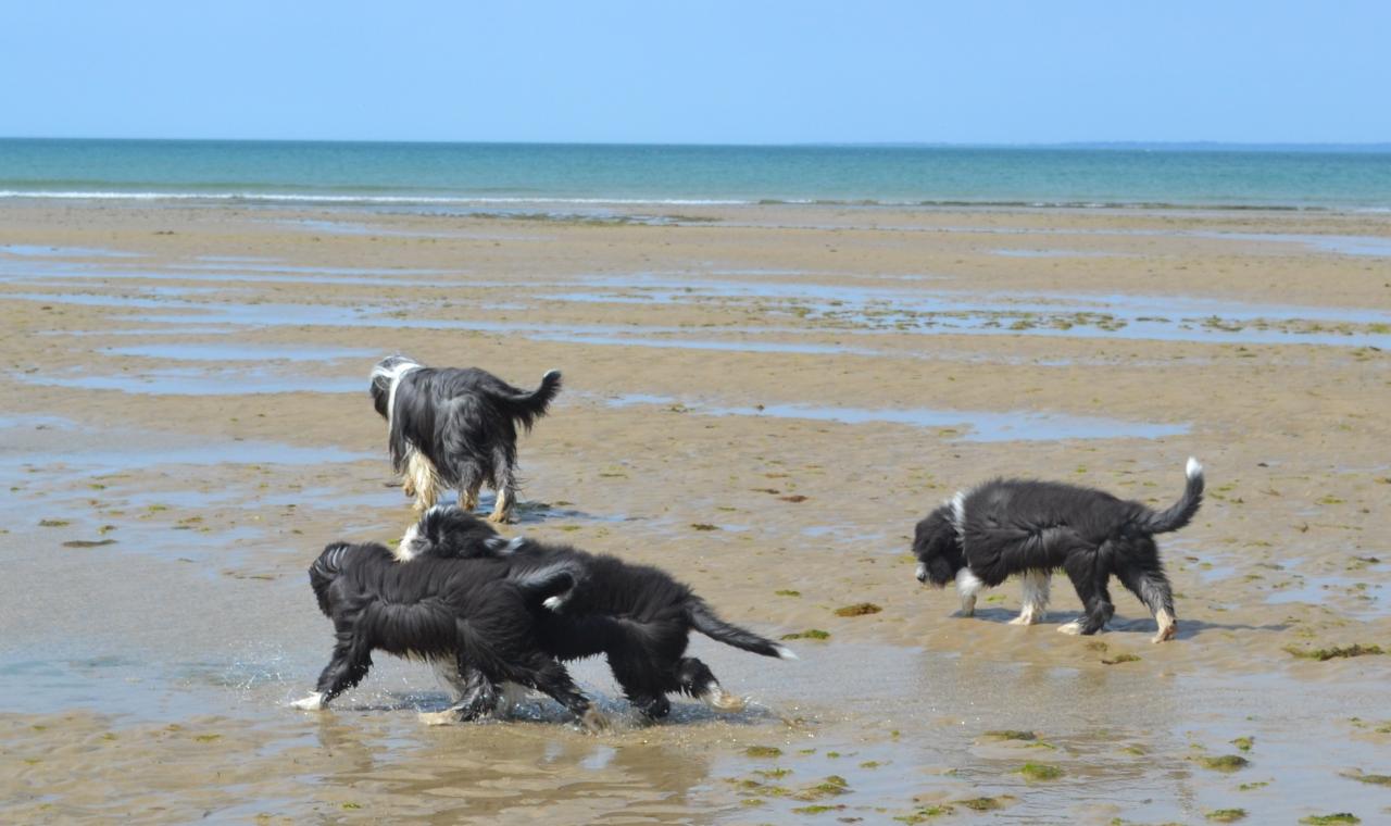 plage et dunes