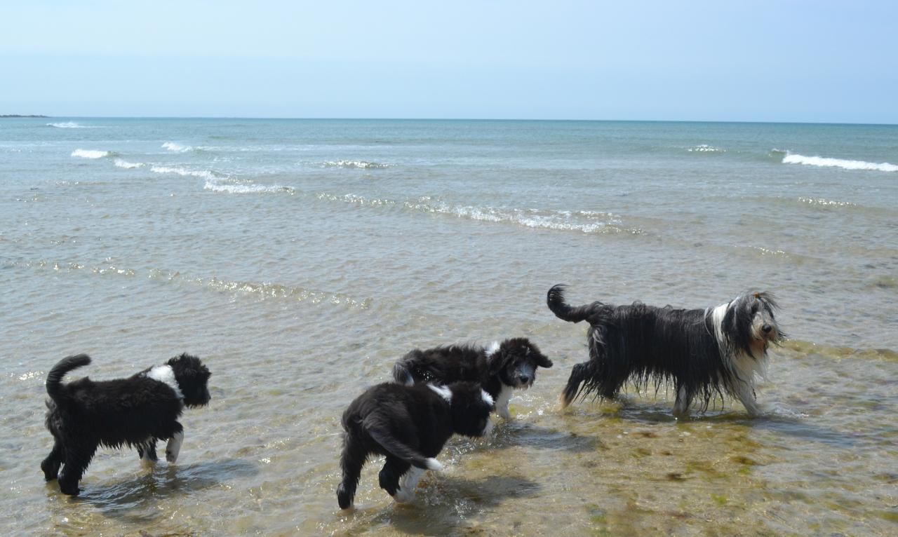 plage et dunes