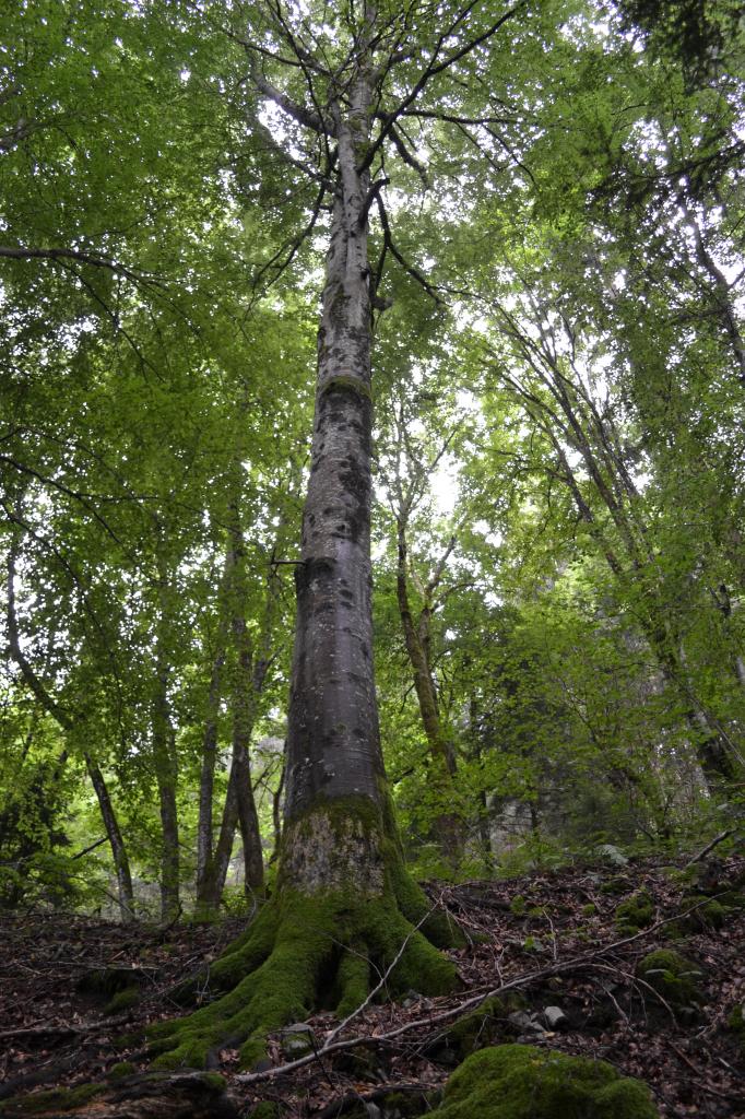 dans la forêt