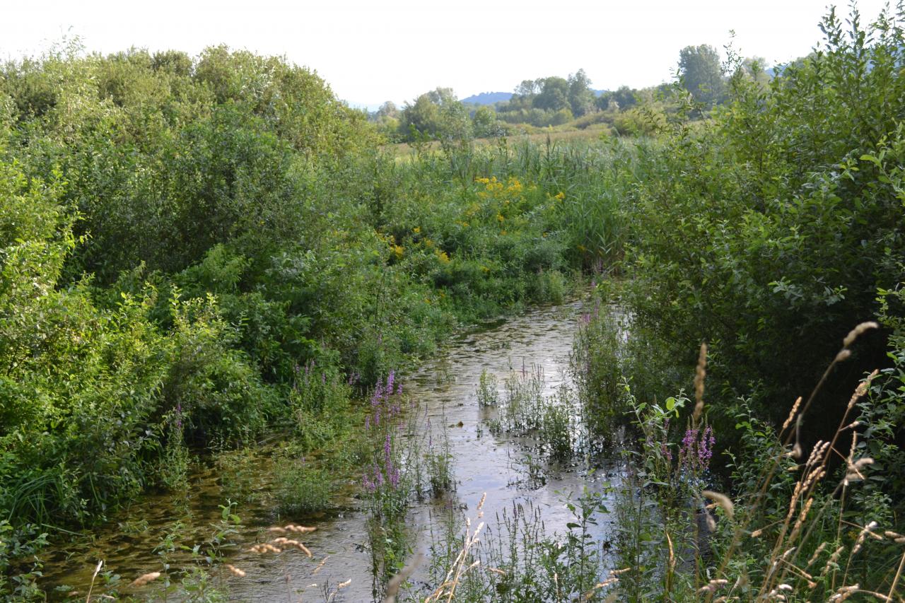 Marais de Crolles