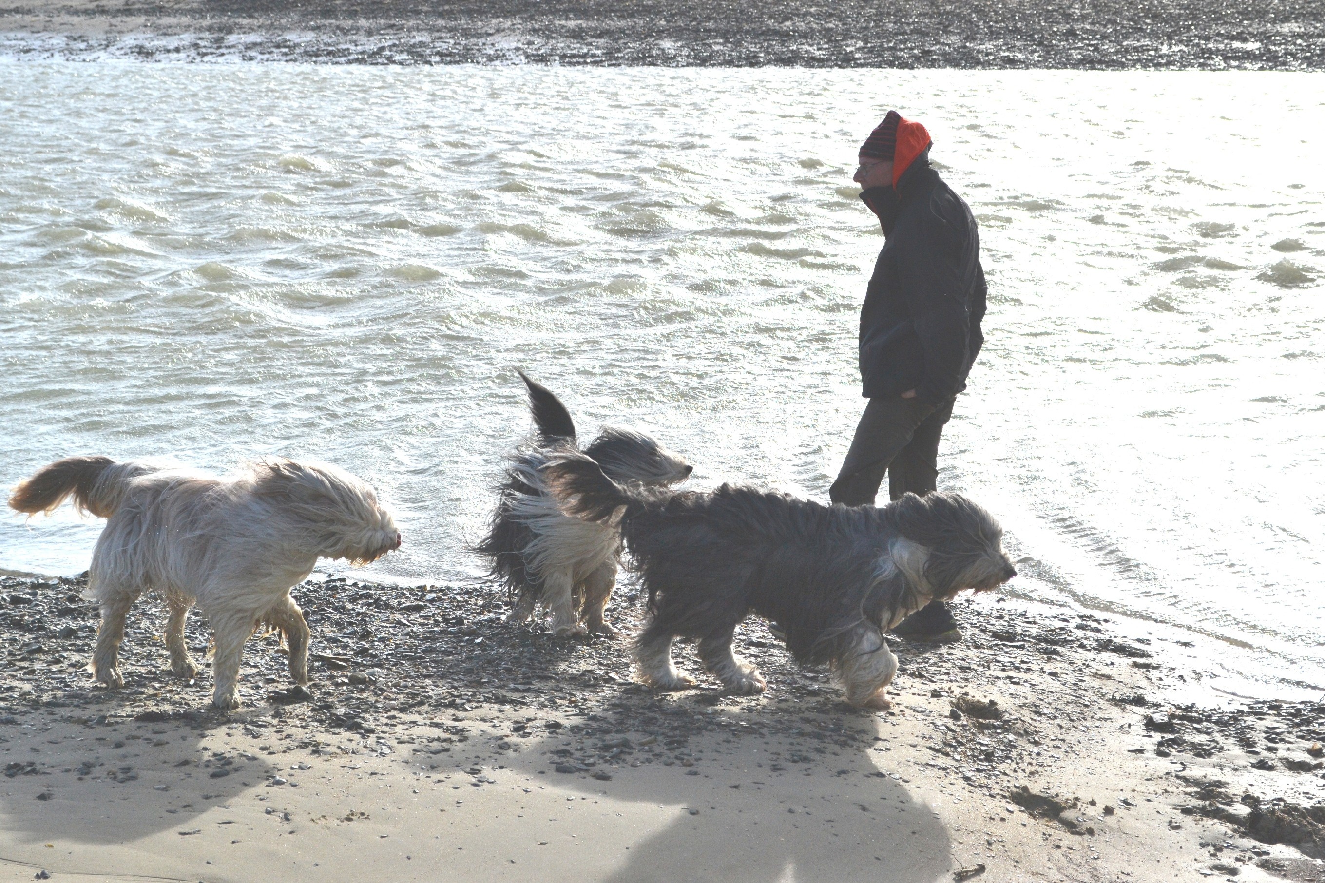 Cery, Hurdy et Gigot avec leur papa