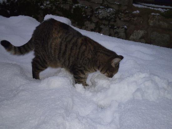 Playmate, la chatte, adore la neige aussi!