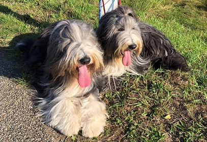 Tirer la langue, la politesse du chien!