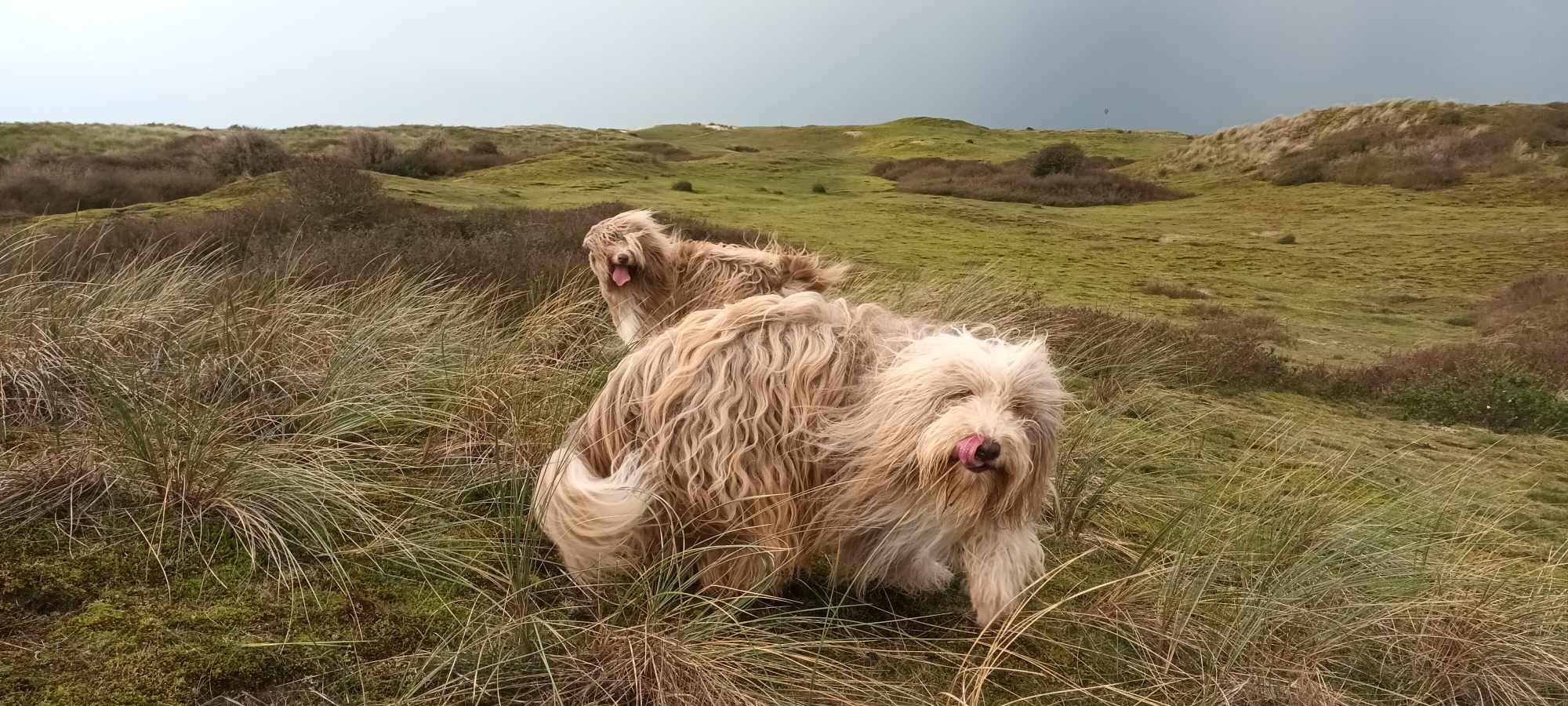 Dans nos  dunes