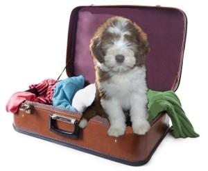 Chien valise