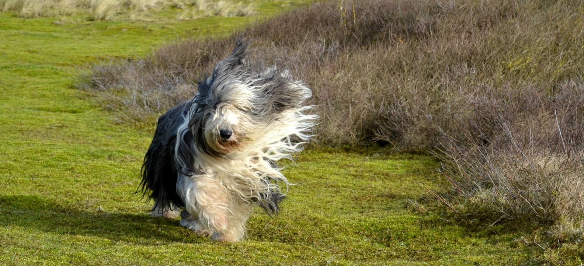 Bearded Collies du Calitchumbelet