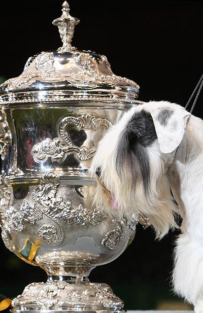 Coupe crufts
