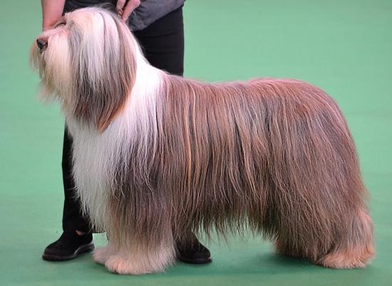 Prodigy rcc crufts 2015